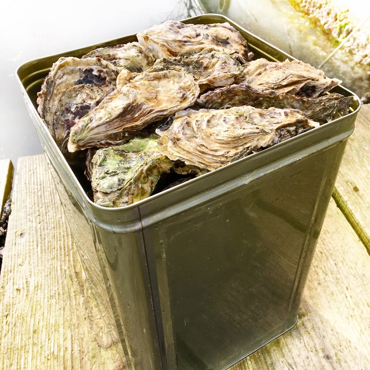 能登かき　殻付き牡蠣   (1斗缶）/約10kg（約80～100個）　1月発送