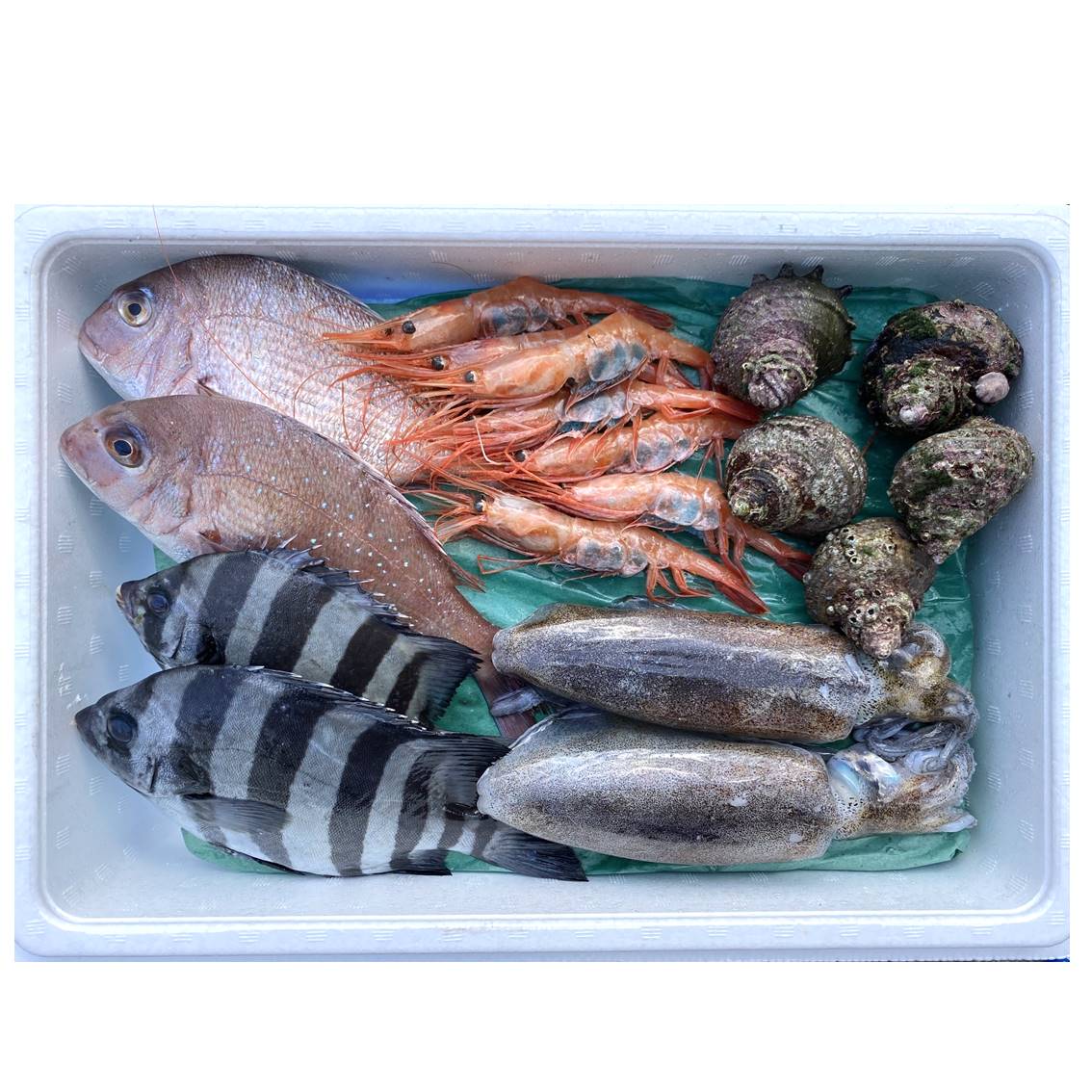 能登の朝どれ「いきいき七尾魚」おまかせ鮮魚ボックス 大（を３~５種類）（下処理なし）